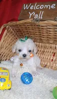 Frank, a male Poodle - Toy  for sale in Willisville, AR – 2 of 3