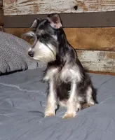 Abaline, a female Miniature Schnauzer for sale in Camden, AR – 2 of 6