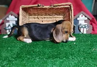 Pistol, a male Beagle for sale in Willisville, AR – 5 of 5