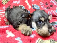 Akc Taylor, a female Miniature Schnauzer for sale in Willisville, AR – 5 of 6