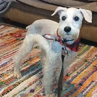 Stanley the Man, a male Miniature Schnauzer for sale in Willisville, AR – Photo 1 of 7