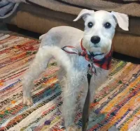 Stanley the Man, a male Miniature Schnauzer for sale in Willisville, AR – Photo 2 of 9