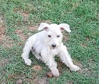 Stanley the Man, a male Miniature Schnauzer for sale in Willisville, AR – Photo 8 of 9