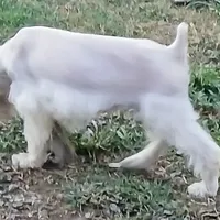 Stanley the Man, a male Miniature Schnauzer for sale in Willisville, AR – Photo 7 of 7