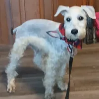 Stanley the Man, a male Miniature Schnauzer for sale in Willisville, AR – Photo 3 of 7