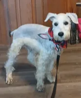 Stanley the Man, a male Miniature Schnauzer for sale in Willisville, AR – Photo 3 of 9