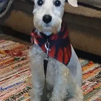 Stanley the Man, a male Miniature Schnauzer for sale in Willisville, AR – Photo 2 of 7