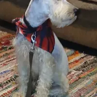 Stanley the Man, a male Miniature Schnauzer for sale in Willisville, AR – Photo 5 of 7