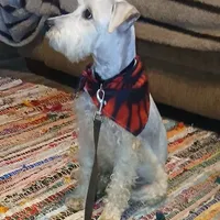 Stanley the Man, a male Miniature Schnauzer for sale in Willisville, AR – Photo 4 of 7