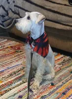 Stanley the Man, a male Miniature Schnauzer for sale in Willisville, AR – Photo 4 of 9