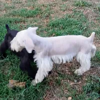 Stanley the Man, a male Miniature Schnauzer for sale in Willisville, AR – Photo 6 of 7