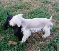 Stanley the Man, a male Miniature Schnauzer for sale in Willisville, AR – Photo 7 of 9