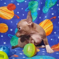 Cutie doodee, a male Chihuahua for sale in Camden, AR – 9 of 9