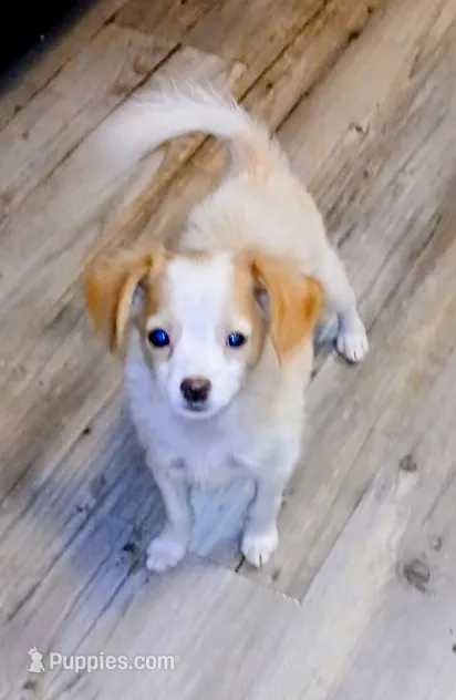 Speedy – Chihuahua puppy for sale in Waldo, AR