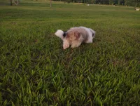 Hulu, a male Shih Tzu for sale in Willisville, AR – 3 of 3
