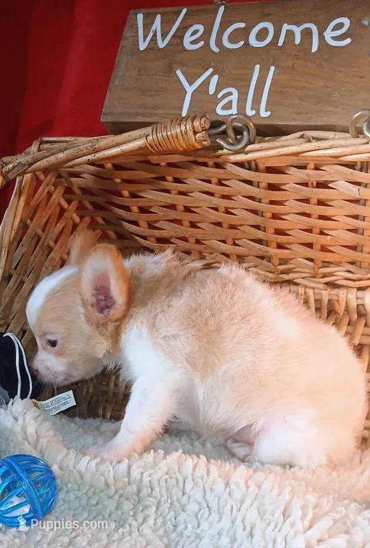 Fuzzy Wazzy – Chihuahua puppy for sale in Willisville, AR