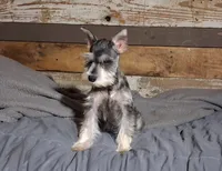 Dallas, a male Miniature Schnauzer for sale in Camden, AR – 4 of 9
