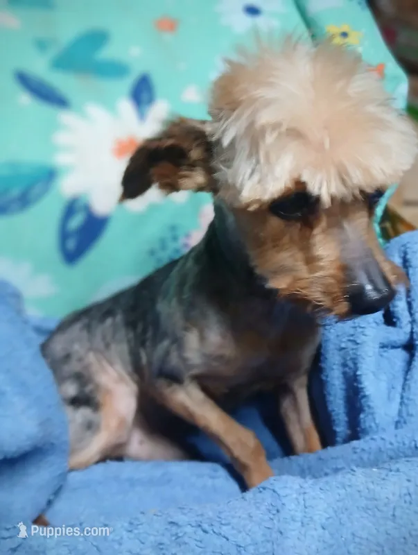 Little Bucky – Yorkshire Terrier puppy for sale in Willisville, AR