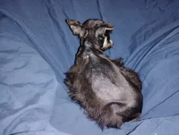 Akc Jackson, a male Miniature Schnauzer for sale in Willisville, AR – 2 of 4