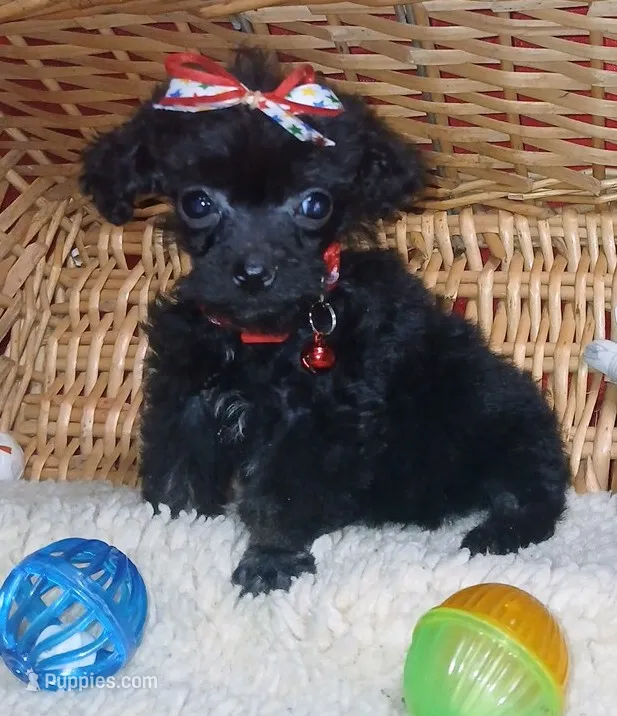 Shadow  – Poodle - Toy  puppy for sale in Willisville, AR