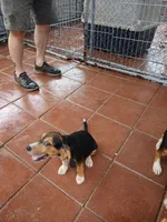 Sport, a male Beagle for sale in Willisville, AR – 6 of 8