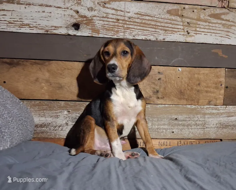 Sport – Beagle puppy for sale in Camden, AR
