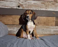Sport, a male Beagle for sale in Camden, AR – 4 of 6