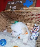 Frank, a male Poodle - Toy  for sale in Willisville, AR – 3 of 3