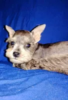 Akc Candy, a male Miniature Schnauzer for sale in Willisville, AR – 1 of 3