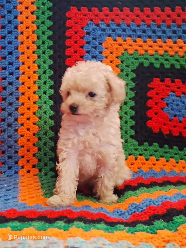 Hope – Poodle - Toy  puppy for sale in Waldo, AR