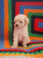 Hope, a female Poodle - Toy  for sale in Waldo, AR – 1 of 3