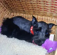 Akc Ebony , a female Miniature Schnauzer for sale in Willisville, AR – 2 of 4