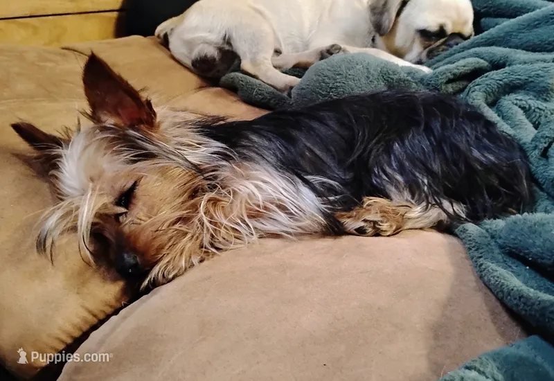 Sailor  – Yorkshire Terrier puppy for sale in Willisville, AR