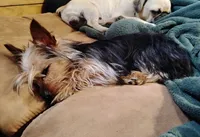 Sailor , a male Yorkshire Terrier for sale in Willisville, AR – 1 of 1