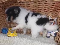 Fluffy, a female Pomeranian for sale in Camden, AR – 9 of 10