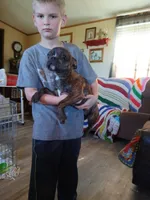 Rex, a male Boston Terrier for sale in Willisville, AR – Photo 3 of 3