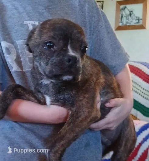 Rex, a male Boston Terrier for sale in Willisville, AR – Photo 1 of 3