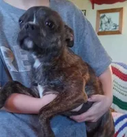 Rex, a male Boston Terrier for sale in Willisville, AR – Photo 2 of 3