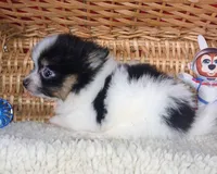 Happy, a male Pomeranian for sale in Camden, AR – 7 of 10