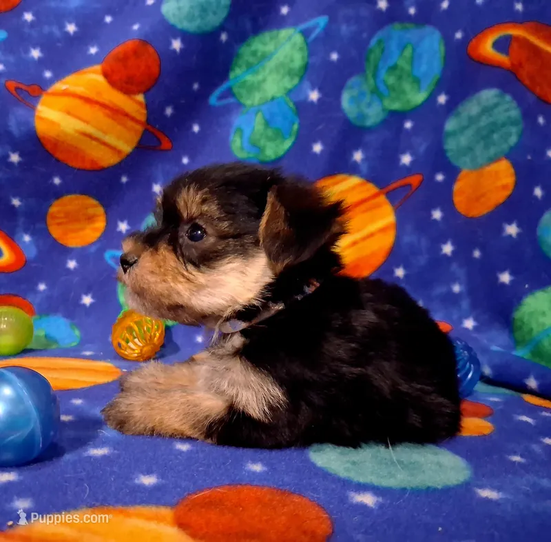 Moe – Maltese, Yorkshire Terrier puppy for sale in Camden, AR