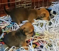 Sparky, a male Chihuahua for sale in Willisville, AR – Photo 1 of 2