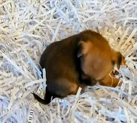 Sparky, a male Chihuahua for sale in Willisville, AR – Photo 2 of 2