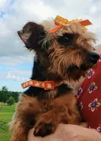 Little Bucky, a male Yorkshire Terrier for sale in Willisville, AR – 6 of 9