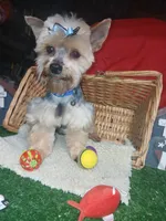 Jaksons Replice Rerun, a male Yorkshire Terrier for sale in Willisville, AR – 6 of 9