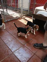 Sport, a male Beagle for sale in Willisville, AR – 5 of 8