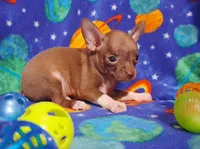 Cutie doodee, a male Chihuahua for sale in Camden, AR – 7 of 9