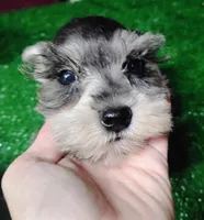 Akc Dallas, a male Miniature Schnauzer for sale in Willisville, AR – 3 of 5
