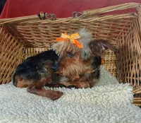 Little Bucky, a male Yorkshire Terrier for sale in Willisville, AR – 4 of 9