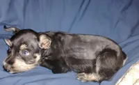 Akc Taylor, a female Miniature Schnauzer for sale in Willisville, AR – 3 of 6
