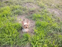 Sammy, a male Yorkshire Terrier for sale in Waldo, AR – 6 of 8